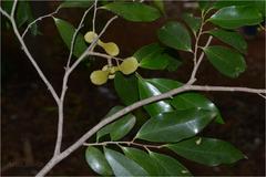 Alphonsea sclerocarpa